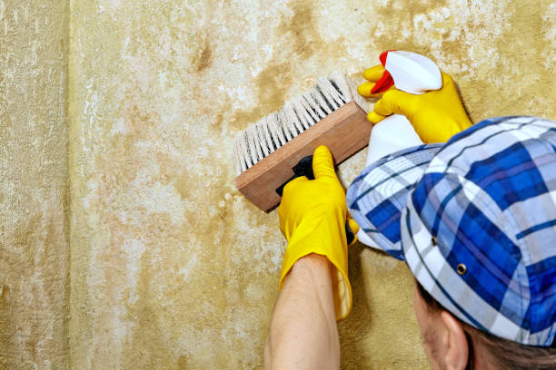 Best Mold Prevention Services  in Grantsburg, WI