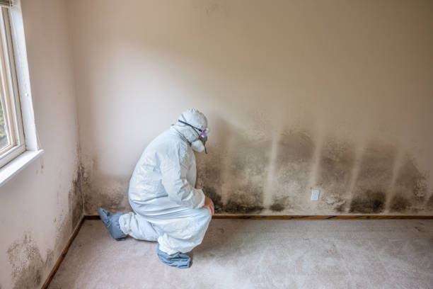 Best Mold Removal for HVAC Installations  in Grantsburg, WI